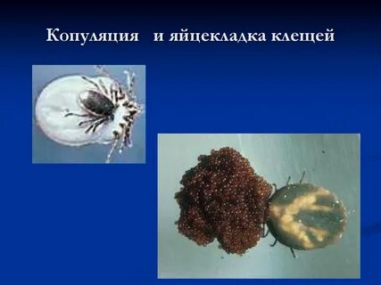 Копуляция примеры