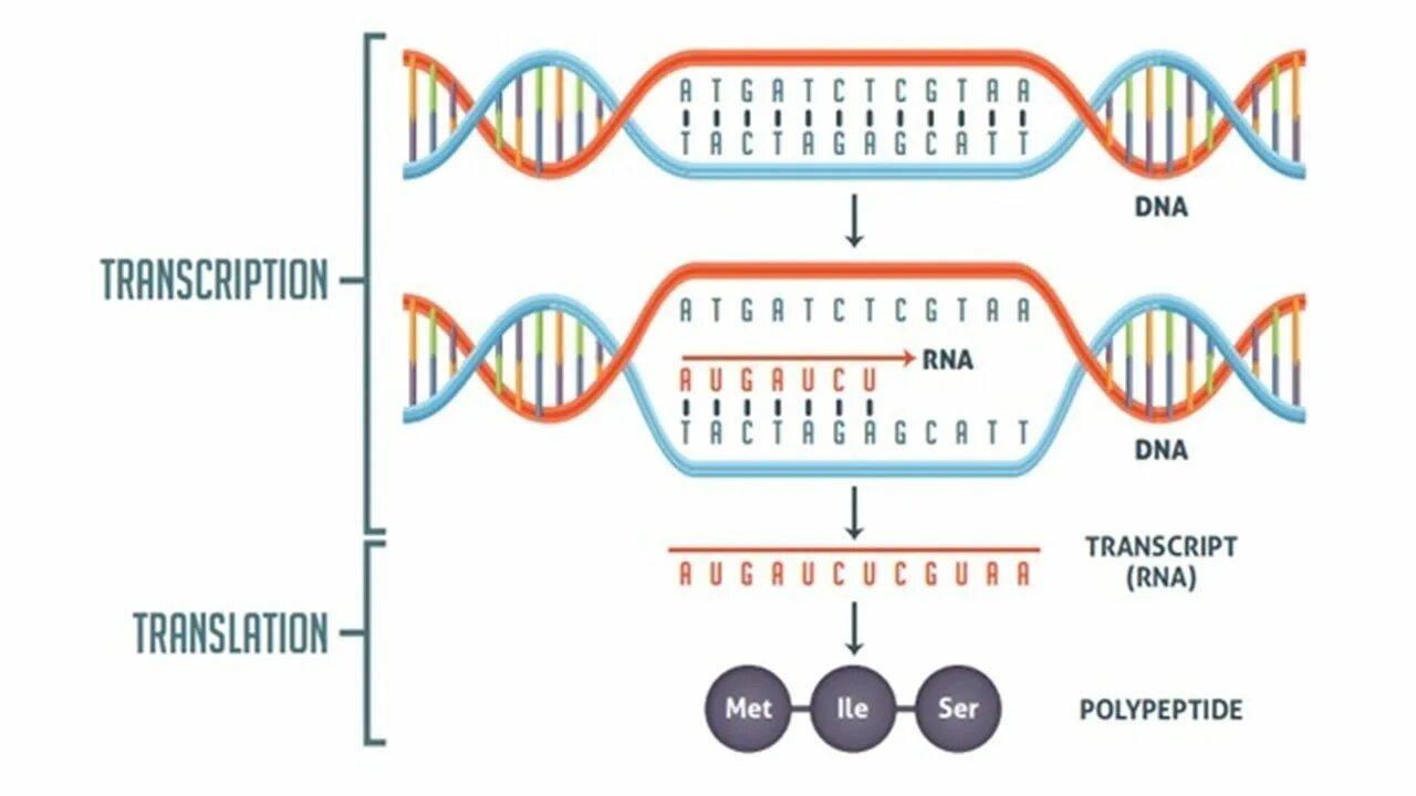 DNA Transcription. Transcription DNA RNA. Translation DNA RNA. DNA Transcription and translation. Dna перевод