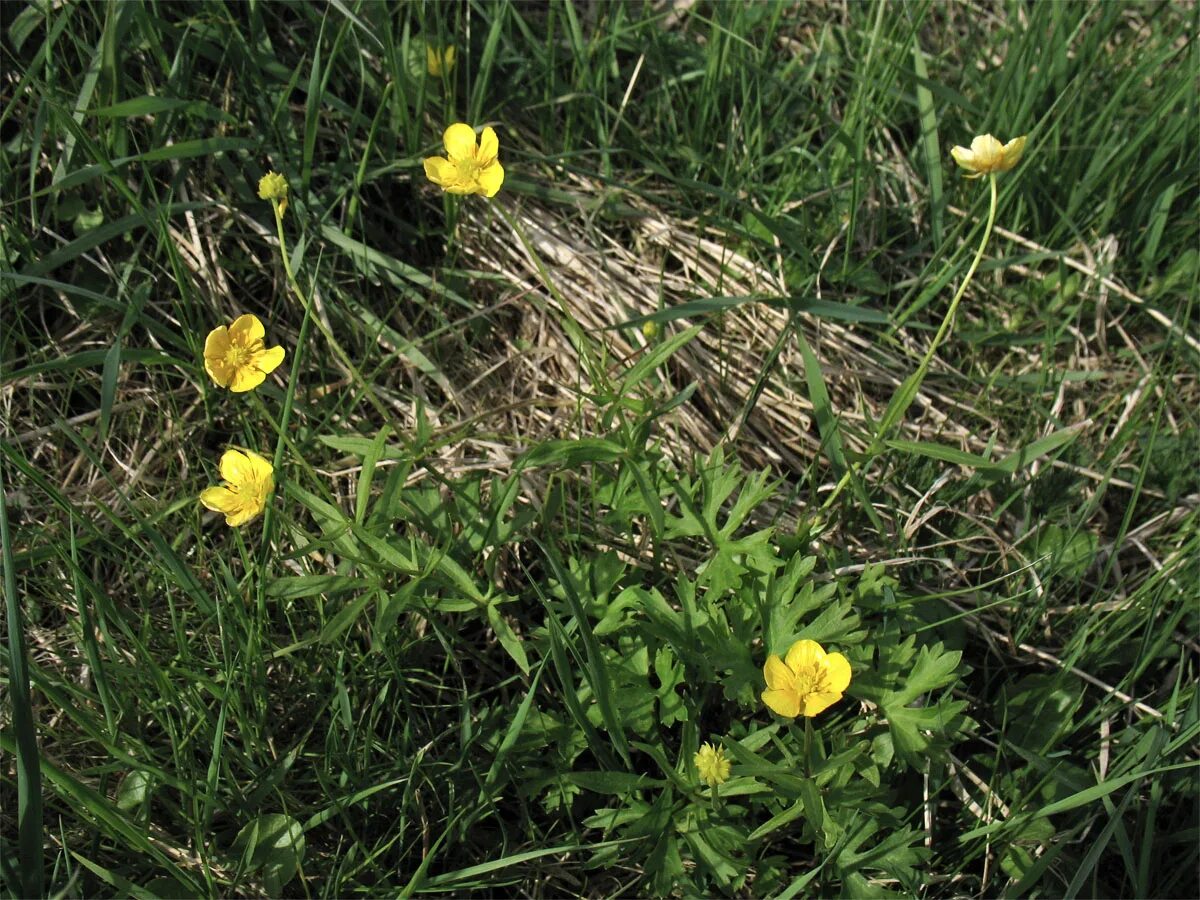 Лютик золотистый. Лютик золотистый Ranunculus auricomus. Лютик Луговой. Лютик золотистый (Ranunculus auricomus l.). Лютик золотистый стебель.