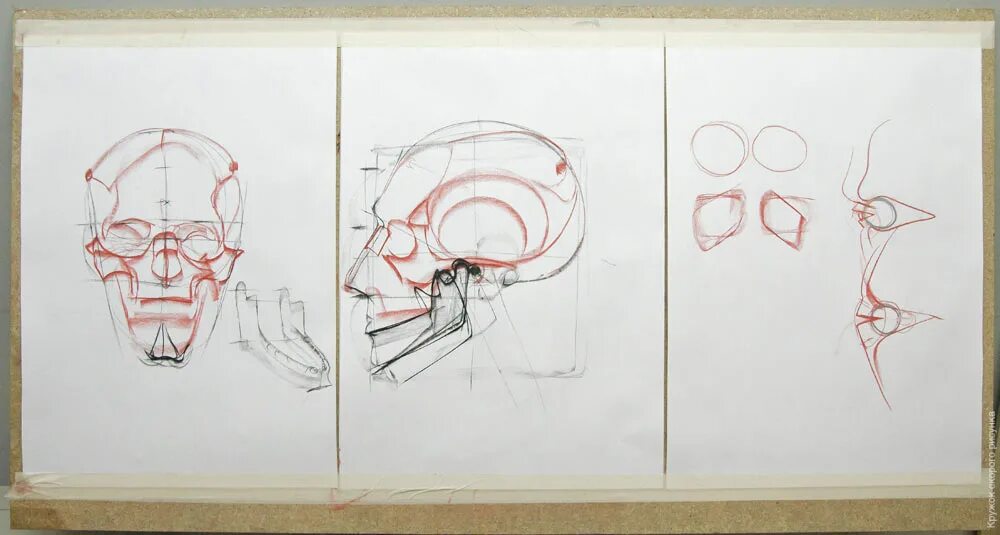 Рыжкин голова. Анатомия черепа Рыжкин. Построение черепа Рыжкин.