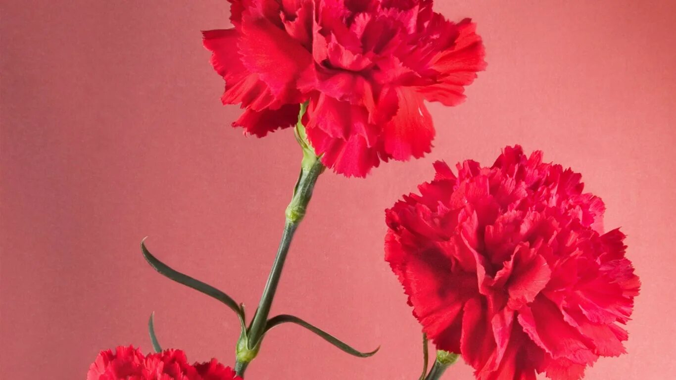 диантус гвоздика цветок. композиция с красными гвоздиками. у цветка гвоздика в красный цвет окрашен. гвоздика садовая шабо. у цветка гвоздика в красный цвет окрашен.