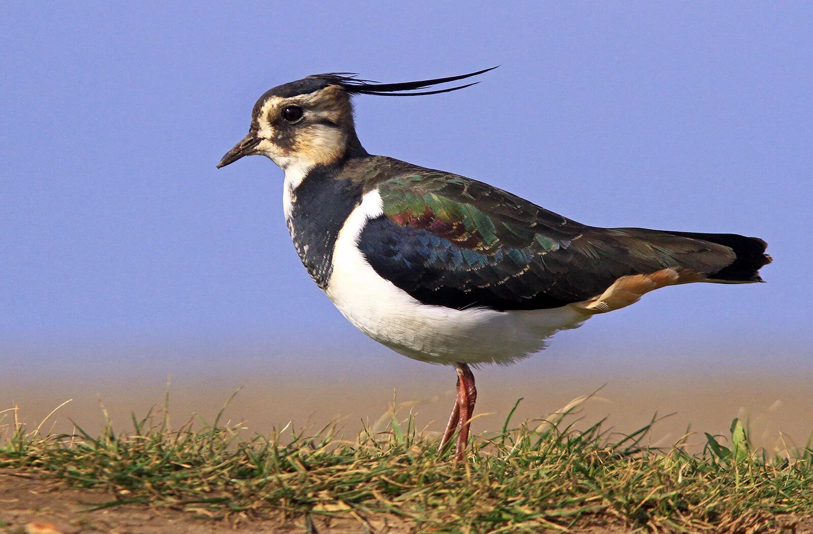 Чибис Vanellus Vanellus. Чибис Луговой. Чибис пигалица. Чибис обыкновенный.