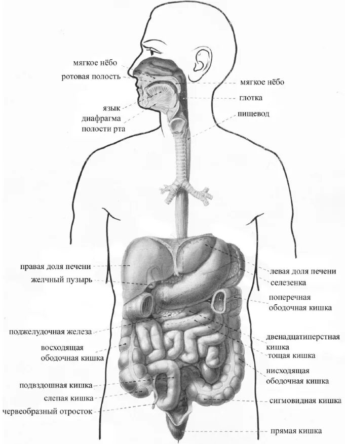 Находится пищевод у человека. Анатомия строения пищевода и желудка. Схема расположения пищевода и желудка. Анатомия пищевода человека схема расположения.