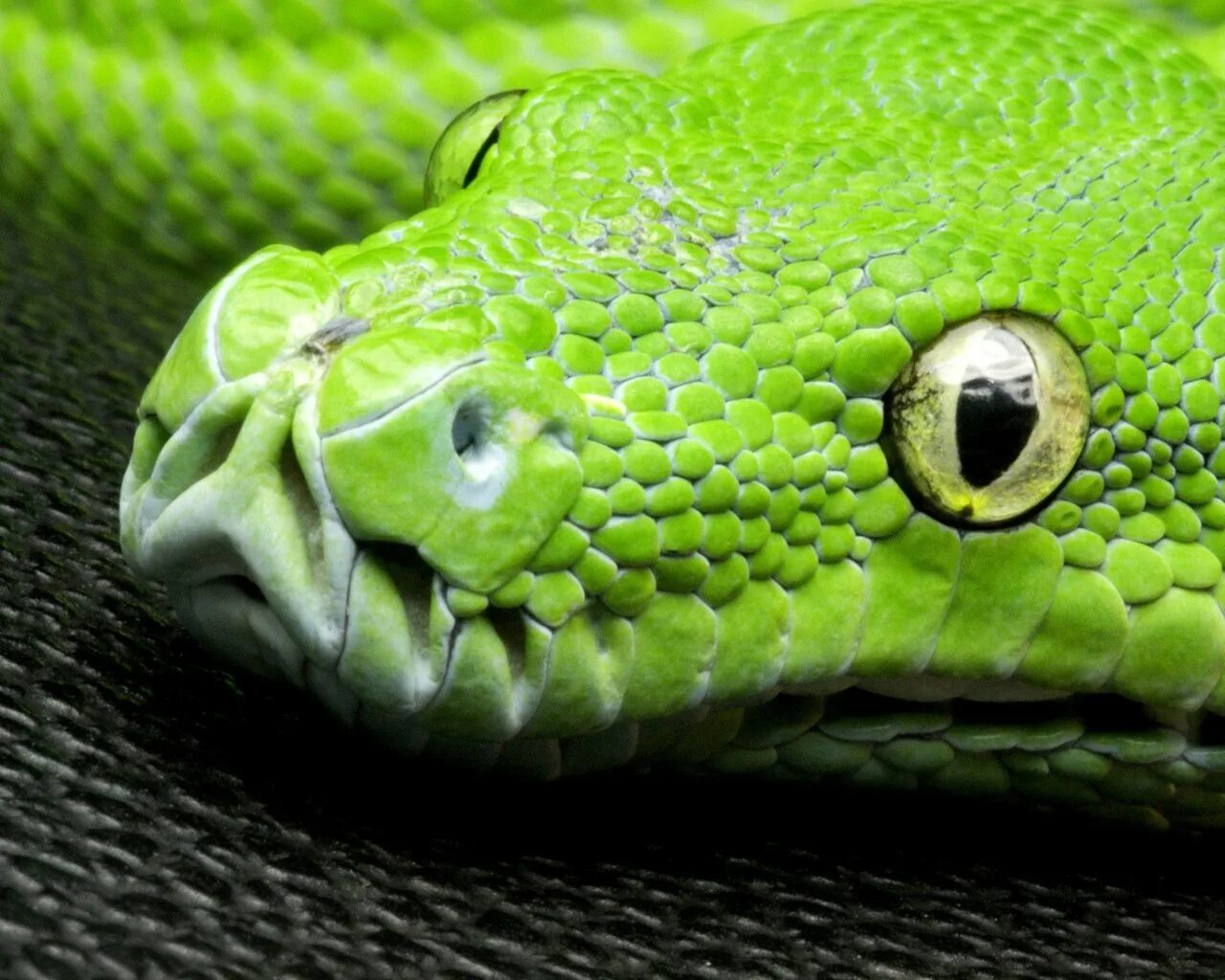 Дорогие змеи. Собакоголовый удав. Глаза змеи фото крупным планом. Змея серо зеленого цвета кто это.