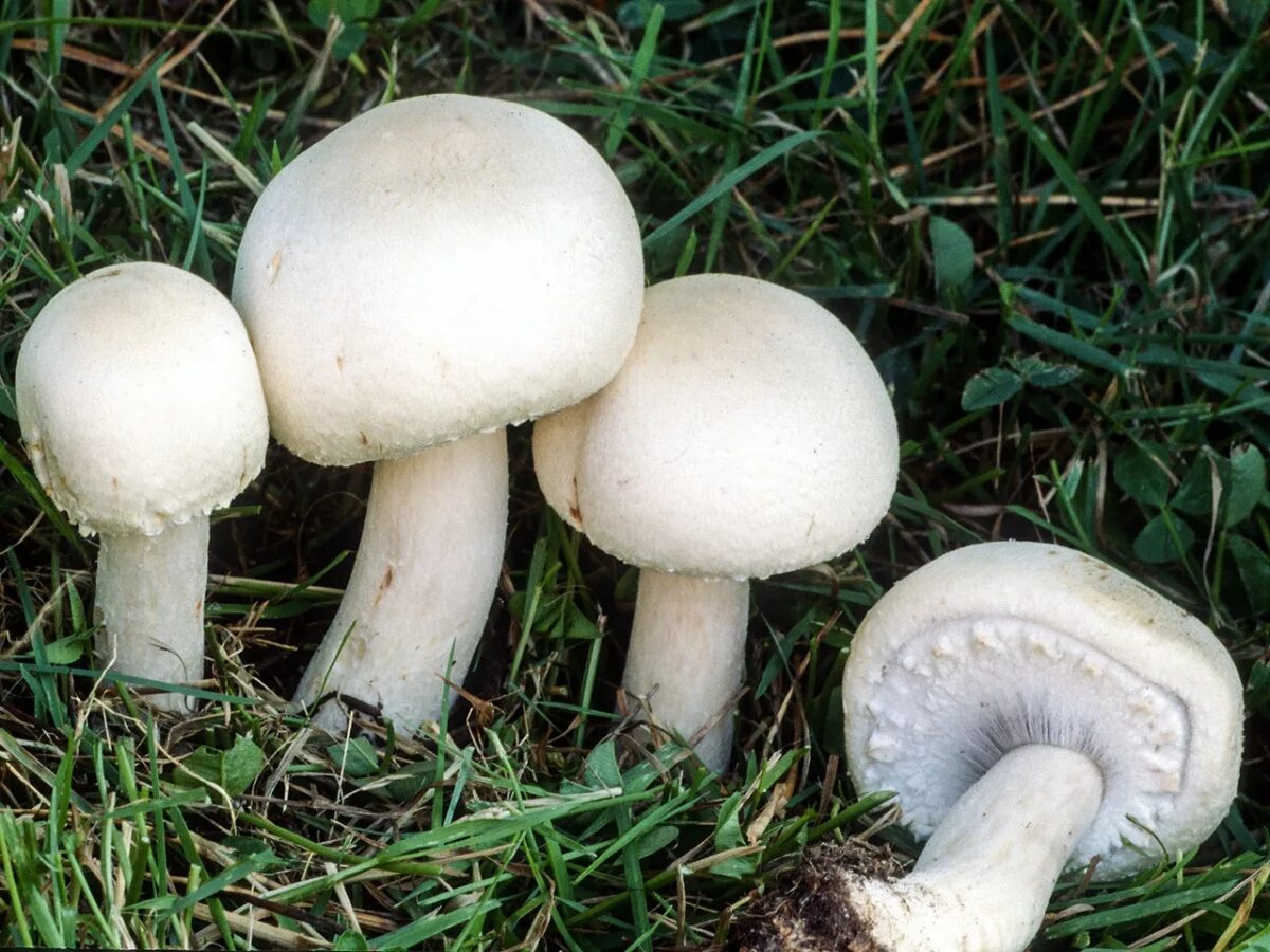 Шампиньон полевой Agaricus arvensis. Шампиньон Луговой Agaricus Campestris. Шампиньон обыкновенный, Печерица (Agaricus Campestris). Полевой шампиньон Agaticas asvensis. К какой группе относится шампиньон