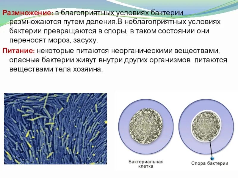 Неблагоприятные условия для бактерий. Благоприятные условия для бактерий. Разнообразие бактерий. Деление бактерий спорами. Споры бактерий 5 класс