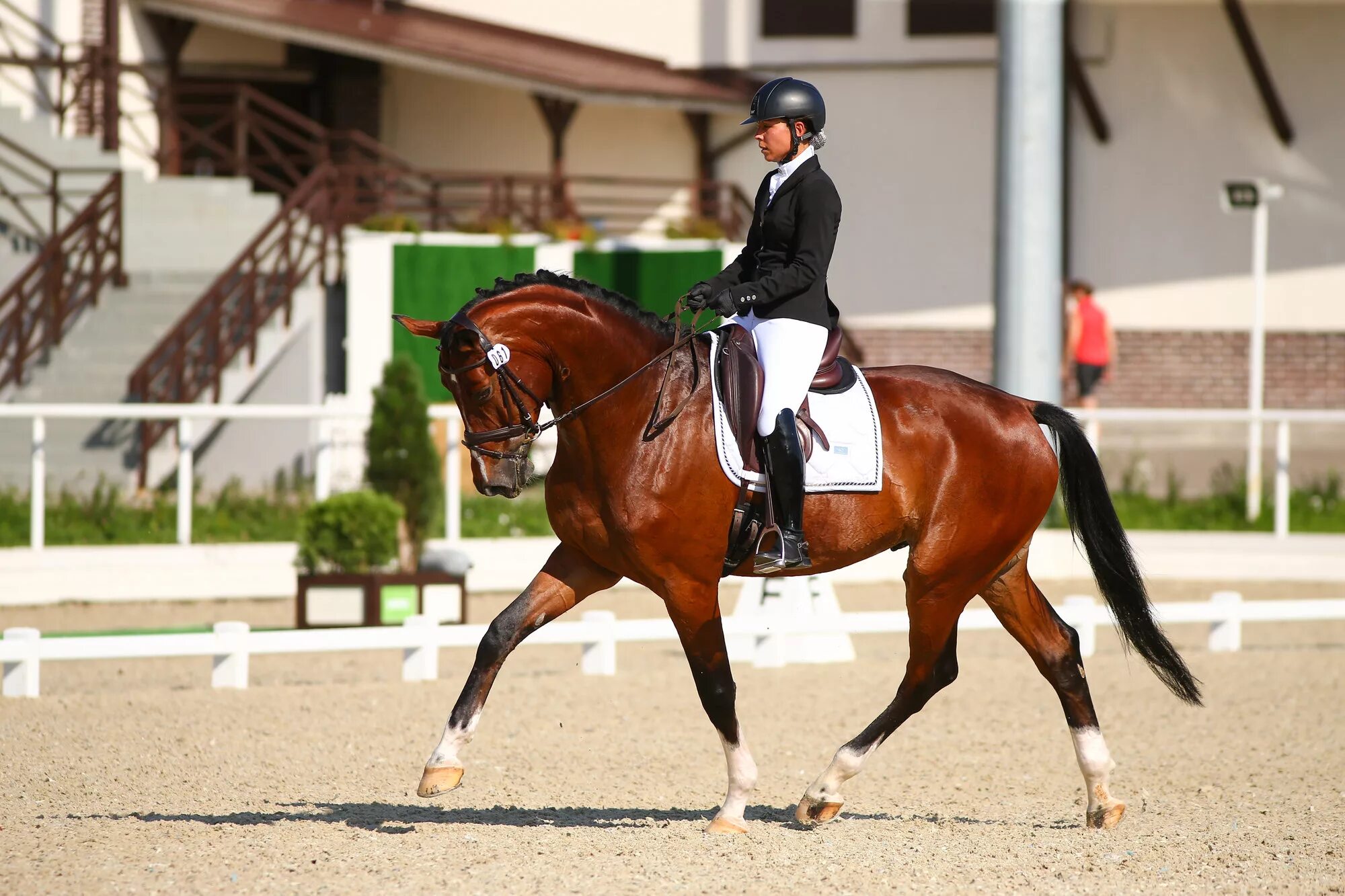 Красивый кск. Выездка конный спорт. Выездка maxima stables. Сайт про лошадей конный спорт выездка.