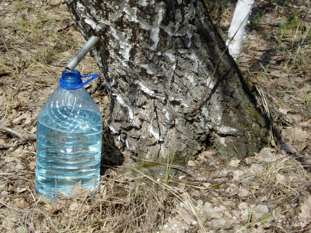 Сколько хранить березовый сок после сбора. Березовый сок в 5л. сбор березового сока. добыча березового сока. собрать березовый сок.