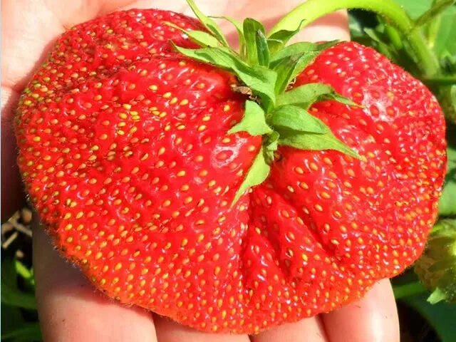 Клубника боровицкая фото. Клубника сорта императрица. Клубника сорт боровицкая. Сорт клубники редгонтлет. Клубника боровицкая отзывы.