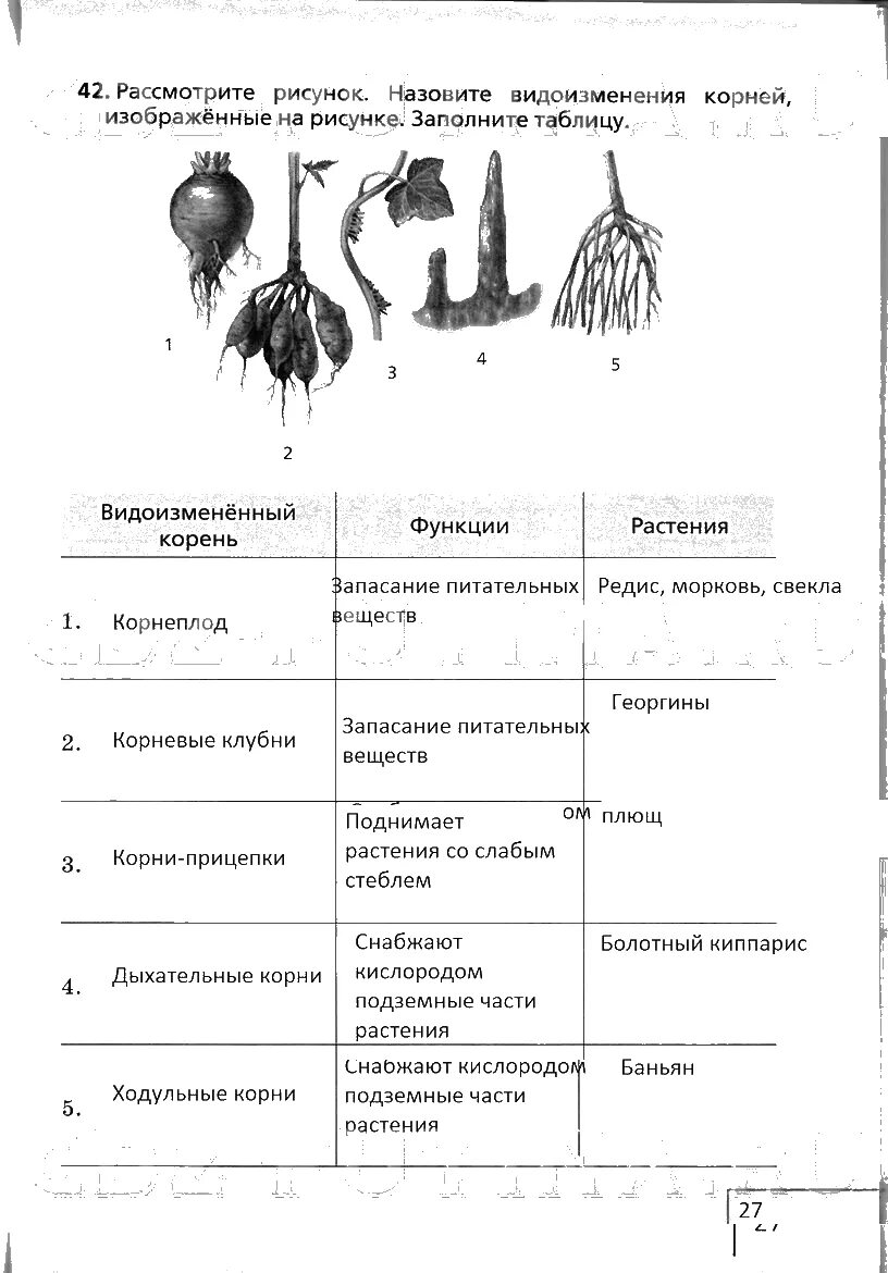 Рассмотрите рисунок заполните таблицу