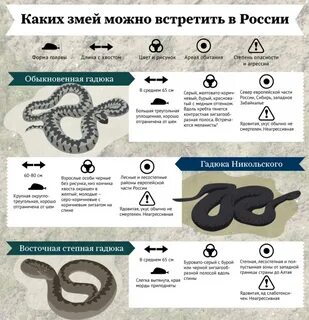 Карта гадюки