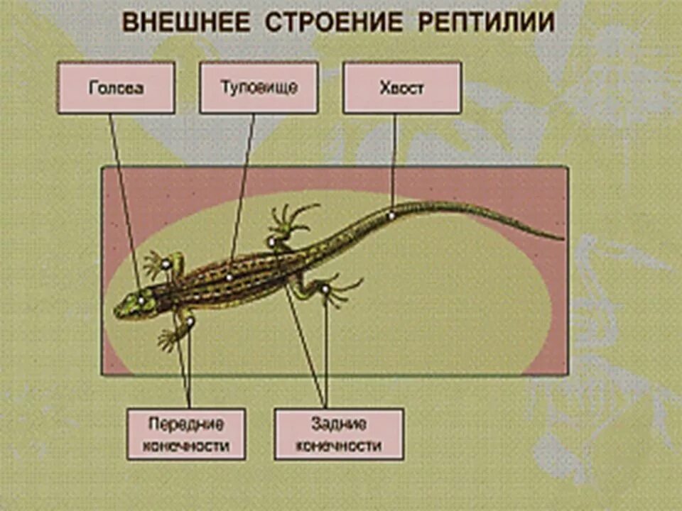 Строение рептилий 7 класс. Внешнее строение ящерицы 7 класс биология. Наружное строение рептилий. Строение пресмыкающихся. Внутреннее строение пресмыкающихся.