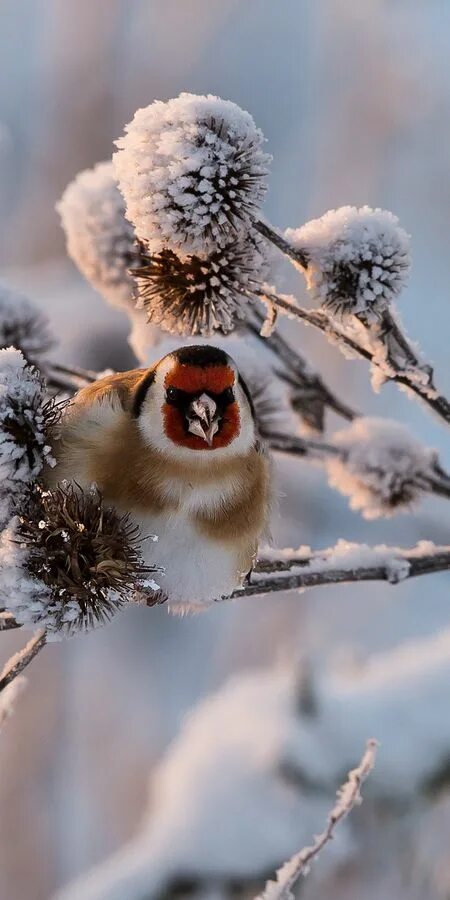 Природа снег птица. Зимняя ветка. Ветки в снегу. Пушистая зима. Заснеженная ветка.