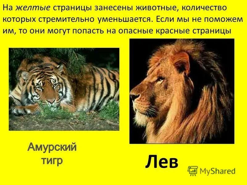 Занесен ли лев в красную книгу. Рассказ о животных из красной книги. Лев из красной книги. Желтые страницы красной книги животные. Занесен ли лев в красную книгу.