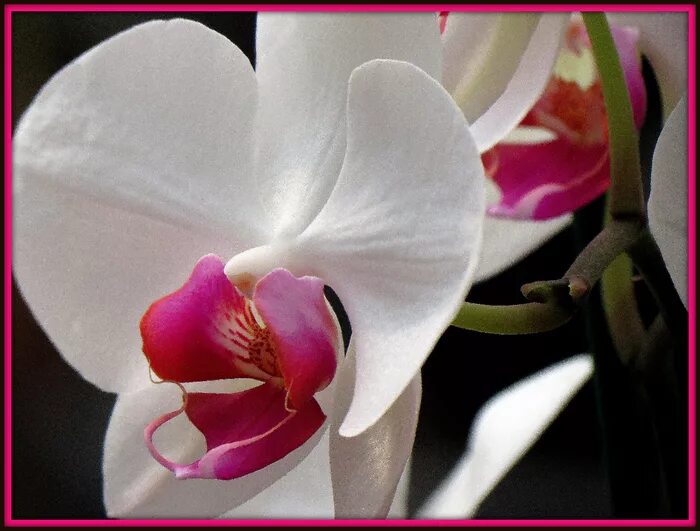 Orchid записи. Orchid записи. Orchid записи. Фаленопсис женева. Orchid записи.