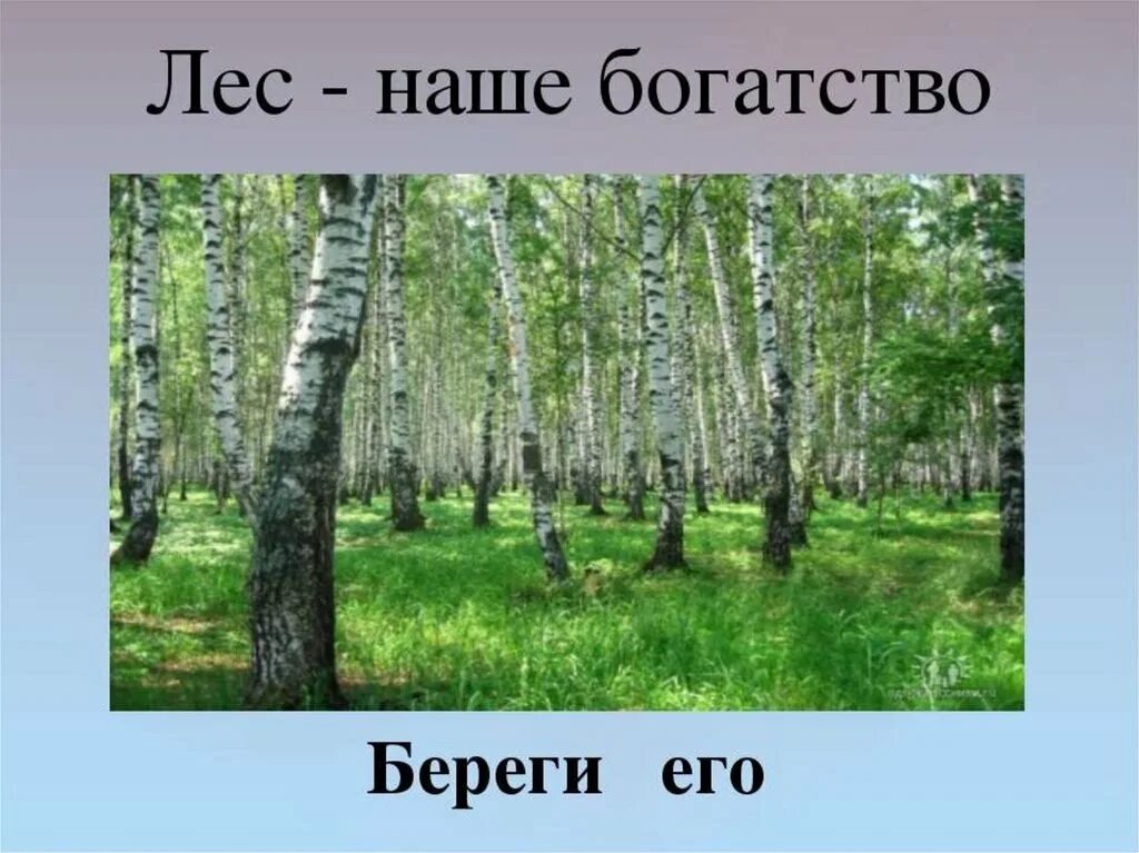 Как использовать богатство леса