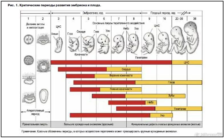 Критические периоды развития органов зародыша. Критические периоды развития плода таблица. Критические периоды развития эмбриона и плода. Критические периоды развития эмбриона таблица.