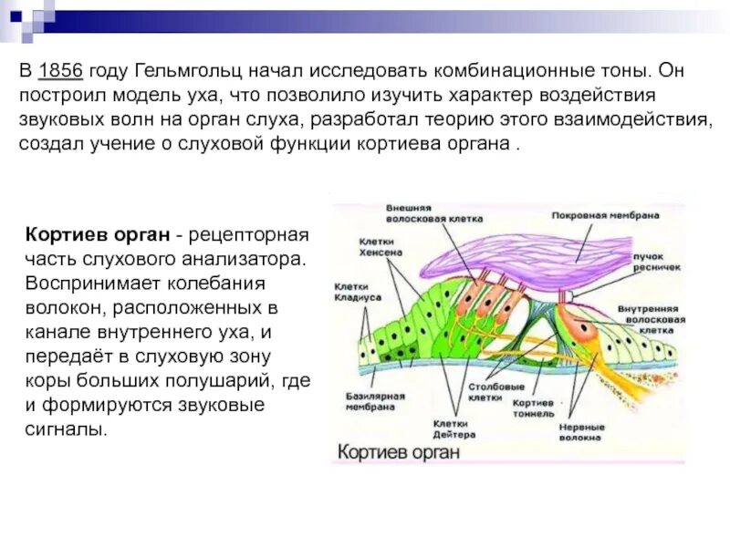 Строение улитки Кортиев орган. Кортиев орган покровная мембрана. Строение кортиевого органа внутреннего уха. Спиральный (Кортиев) орган расположен на.