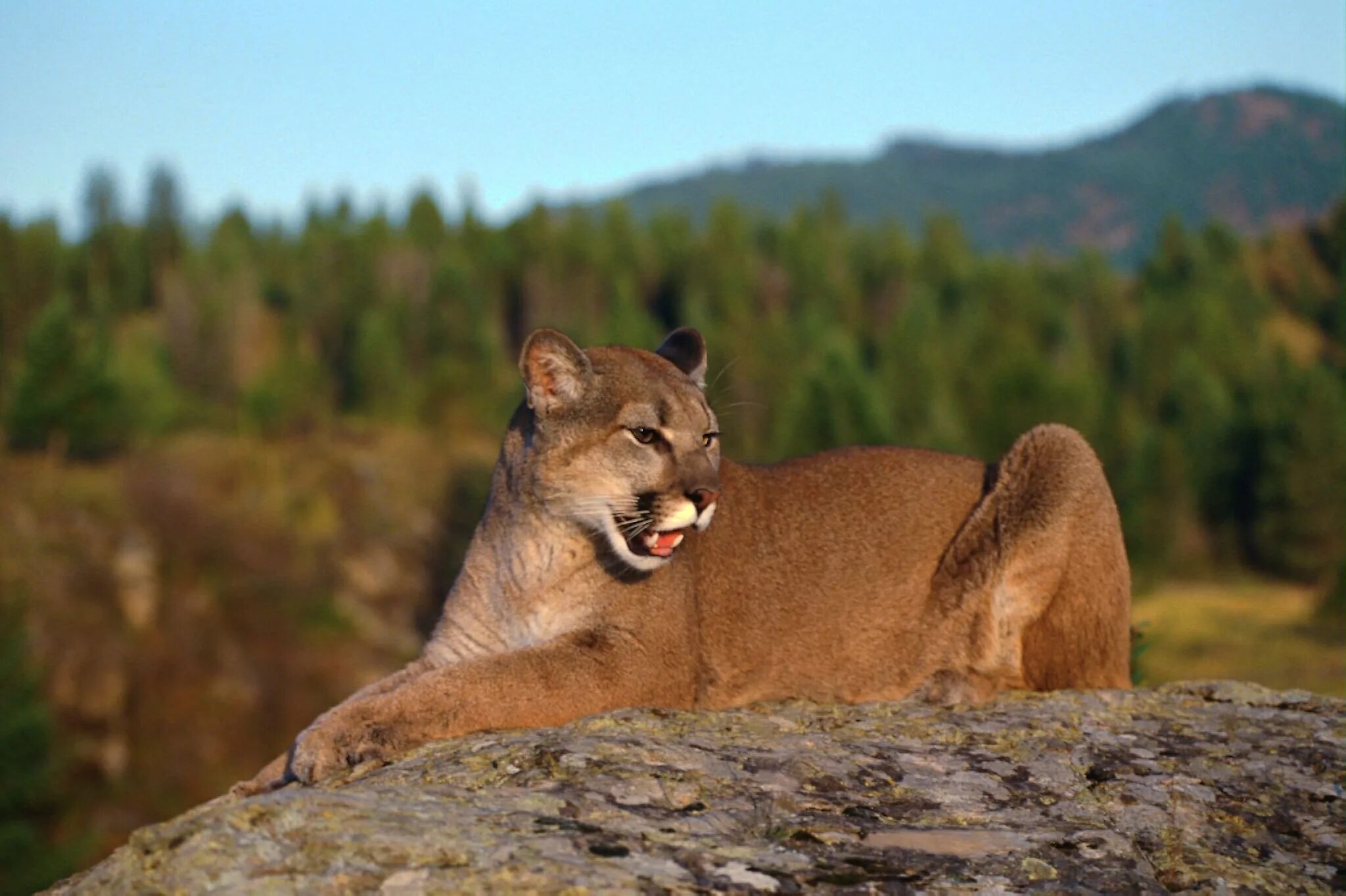 Дикая без слов. Пума (Puma concolor):. Пума Северная Америка. К&К "Пума" к&к "Пума". Yellowstone Пума.