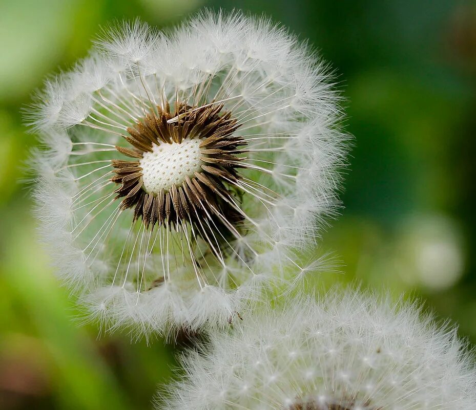 одуванчик белый. весенний пух. весенний пух. лысый одуванчик. весенний пух.