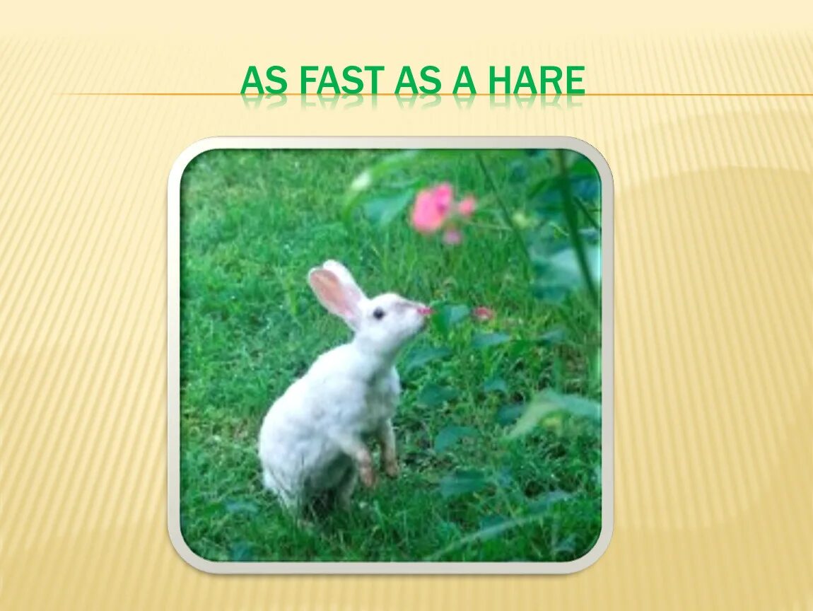 Fast Hare. As fast as a Hare. Fast Hare перевод на русский. Fast hare перевод