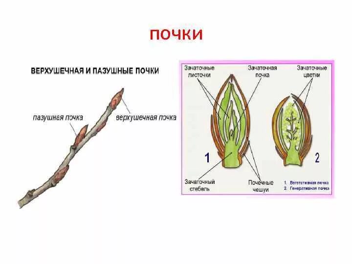 ПАЗУШНАЯ почка строение. Строение почки растения. Расположение почек растений. Верхушечные боковые пазушные придаточные почки.