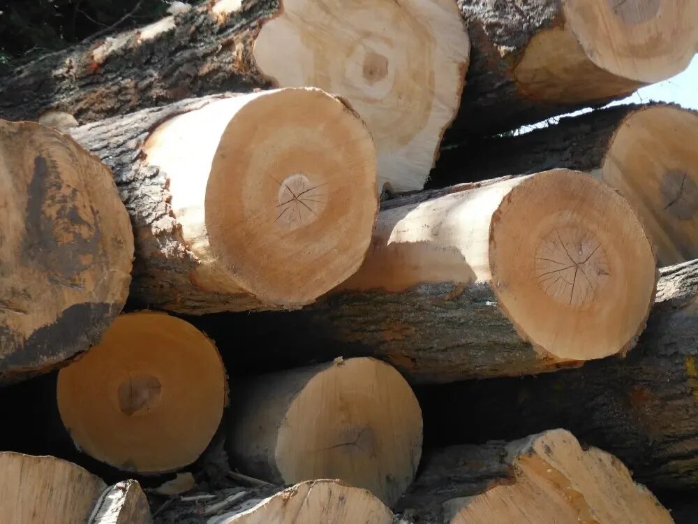 T me buy logs. Бревна клена. Клен сруб. Кленовый сруб. Бревна лиственных пород.