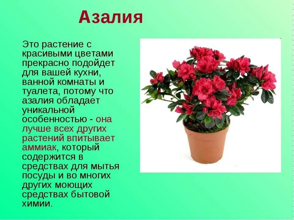 Описание цветов фото Виды цветов и их описание: найдено 87 изображений