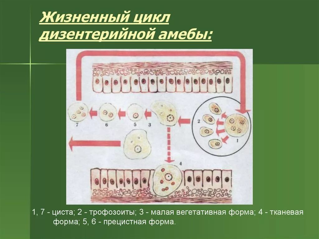 Стадии жизненного цикла цисты