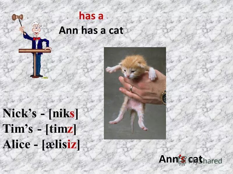 Her sister have или has. Притяжательный падеж в англ языке. Ann has got a cat. Ann has got. Текст про свинью на английском языке.