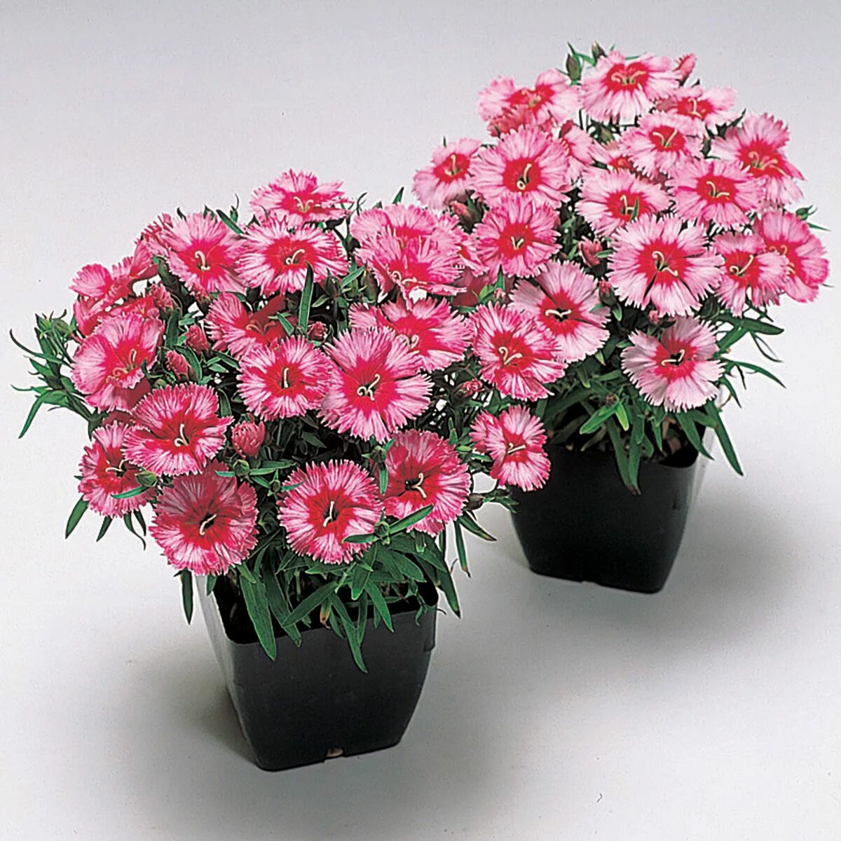 Купить ампельные гвоздики. Dianthus chinensis гвоздика китайская. Гвоздика китайская (Dianthus chinensis) Diana. Гвоздика (Dianthus chinensis) Coronet.