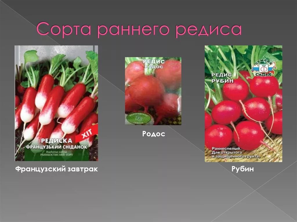 Название ранних сортов. Редиска названия сортов. редис сорта ранние. редис раннеспелый сорт. редис сладкий сорта и название.