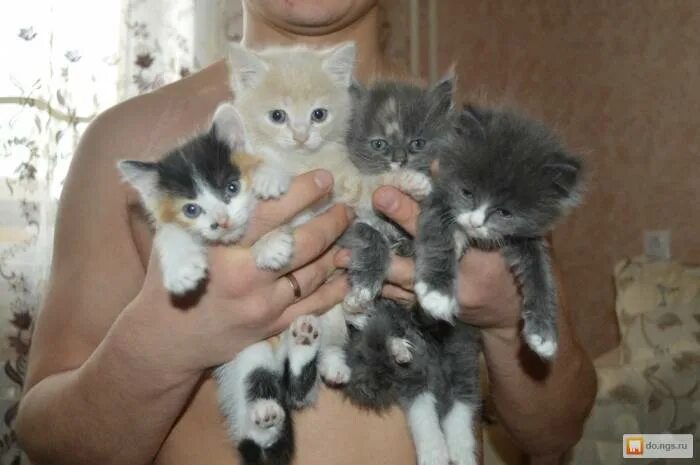 Кормление маленьких котят 1 месяц. 5 месяца. Забрали котенка 1 месяц. Свести кошку с котом. Рыжие котята мальчики.