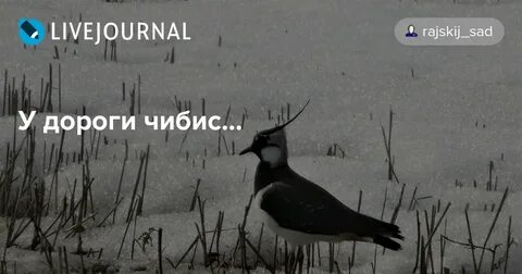 У дороги чибис текст песни