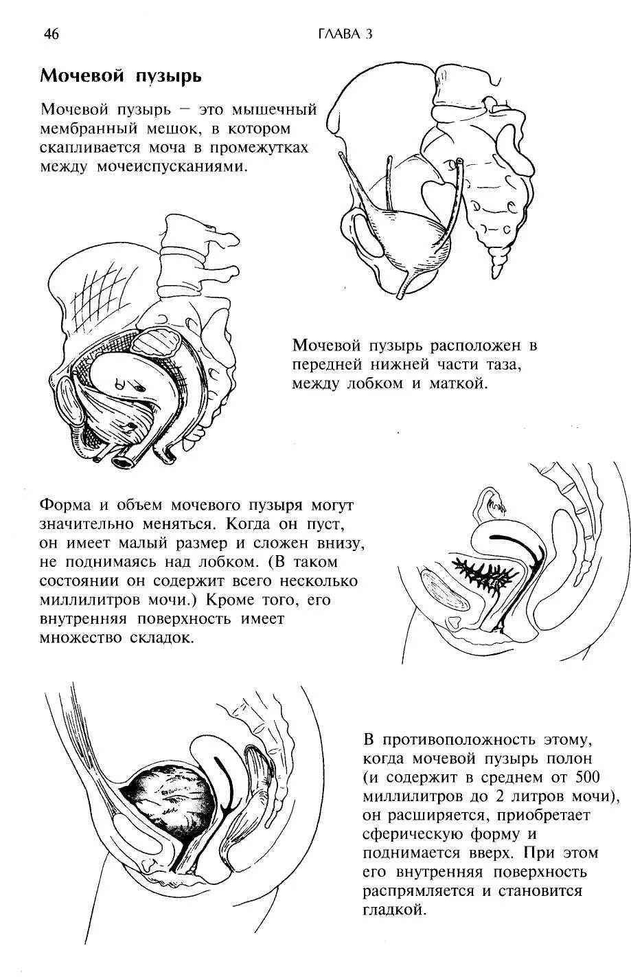 Расположение матки и мочевого пузыря. Объем мочевого пузыря у ребенка 3 дет. Максимальная вместимость мочевого пузыря. Максимальная емкость мочевого пузыря. Максимальный объем мочевого пузыря.