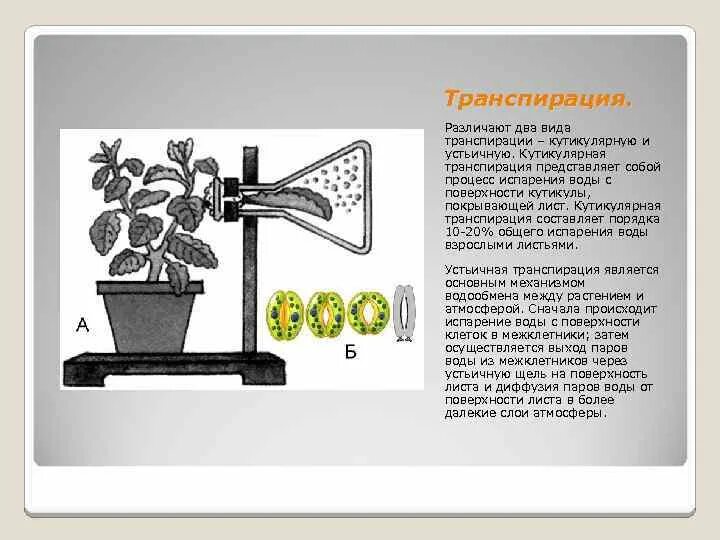 Функции транспирации. Транспирация. Кутикулярная транспирация. Транспирация у растений. Устьичная транспирация.