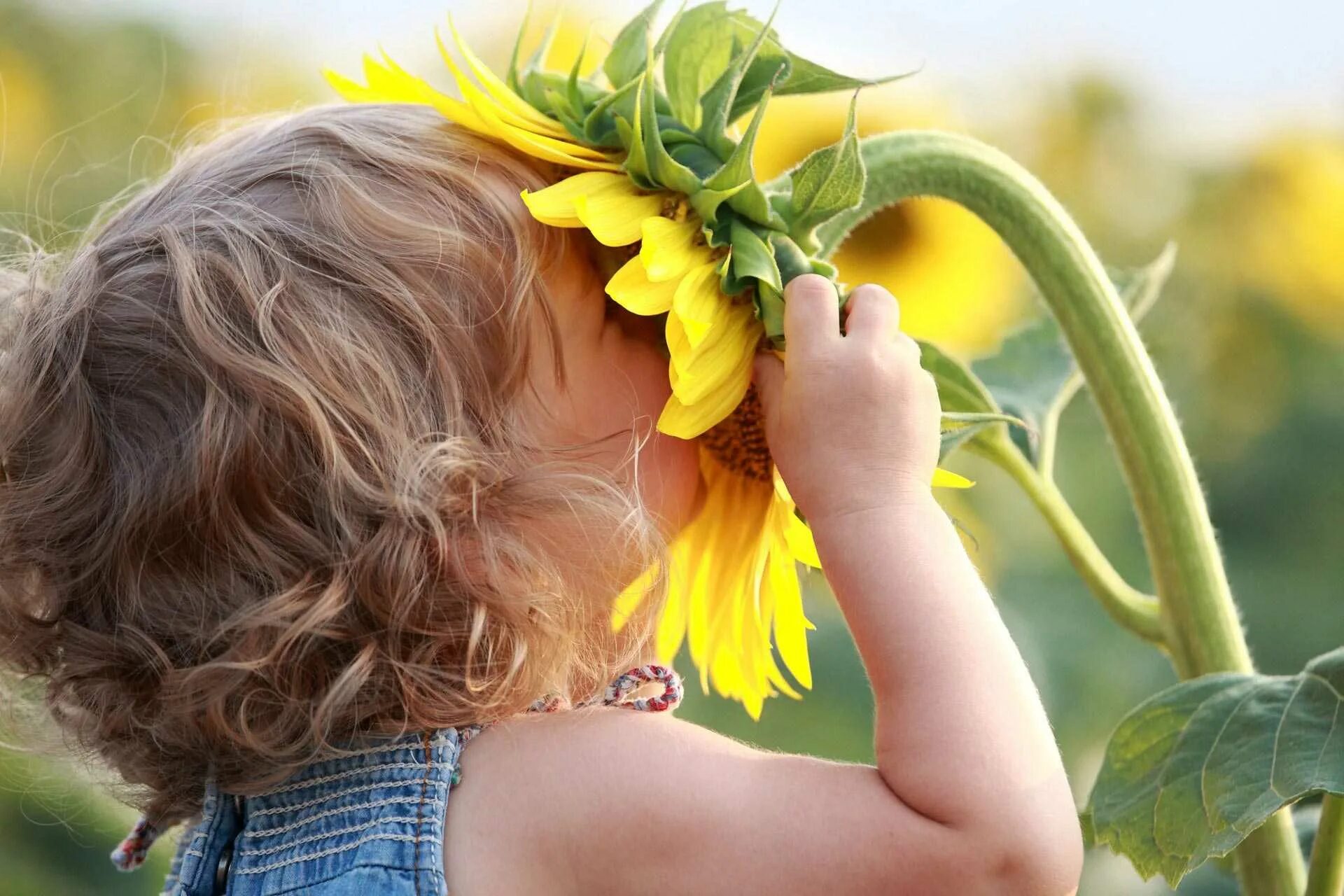 Цвет в жизни ребенка. Дети радость жизни. Нюхает цветы. Радостные картинки. Лето радость.