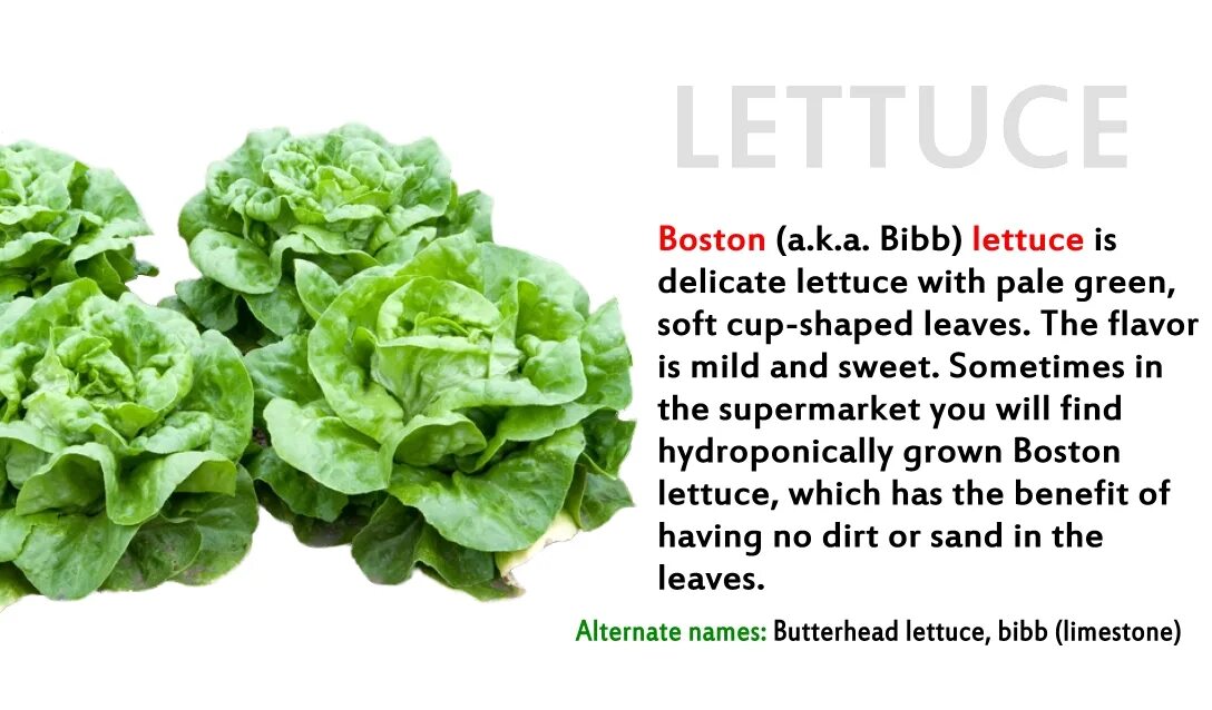 Lettuce перевод на русский