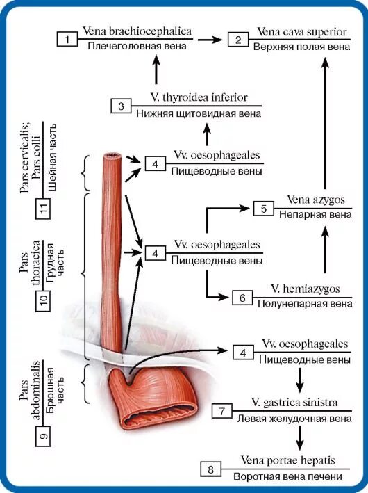 Портальная вена пищевода. Кровоснабжение и венозный отток пищевода. Венозный отток пищевода анатомия. Кровоснабжение пищевода анатомия вены. Венозный отток от пищевода схема.