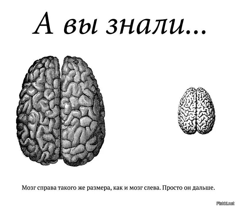 Хитрый мозг. Факты о мозге. Интересные факты о мозге. Высказывания про мозг.