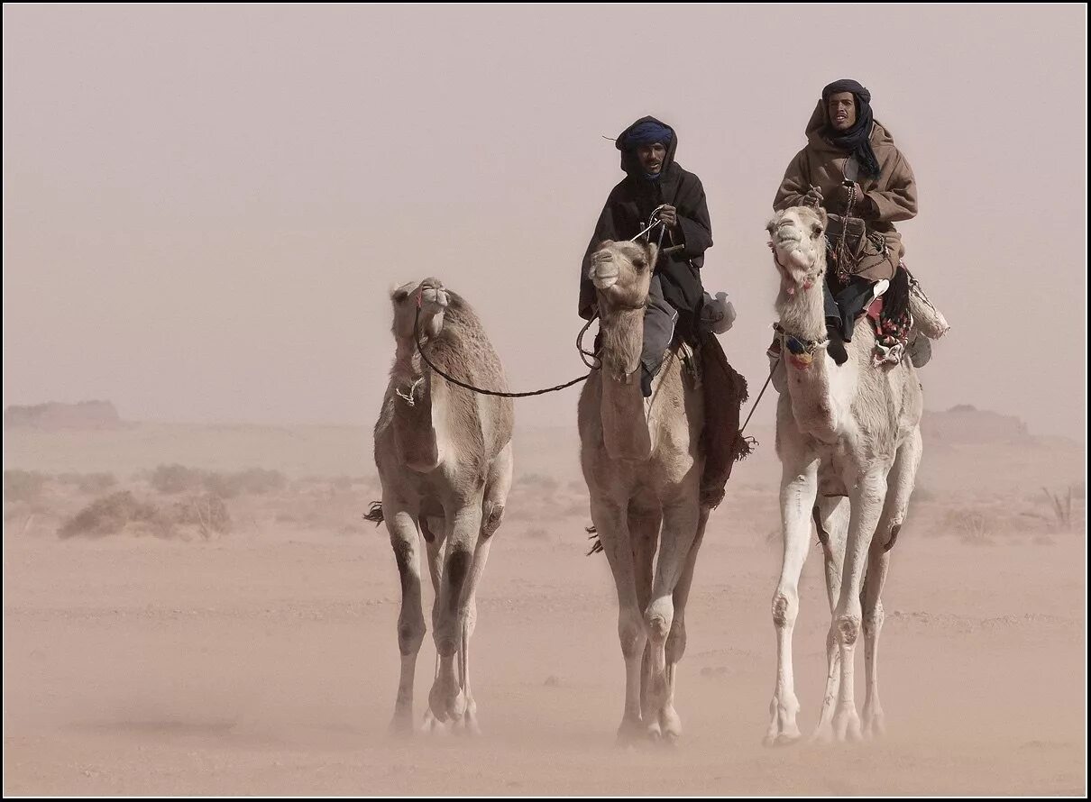 Бедуины Аравийского полуострова. Бедуины в Египте. Бедуин на верблюде. Бедуины в Алжире.