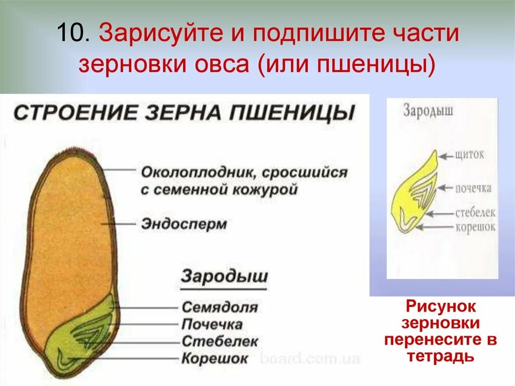 В семени пшеницы есть. Строение семян однодольных растений Зерновка пшеницы. Строение семени зерновки. Строение зерна пшеницы околоплодника. Строение зерновки пшеницы строение семян однодольных растений.