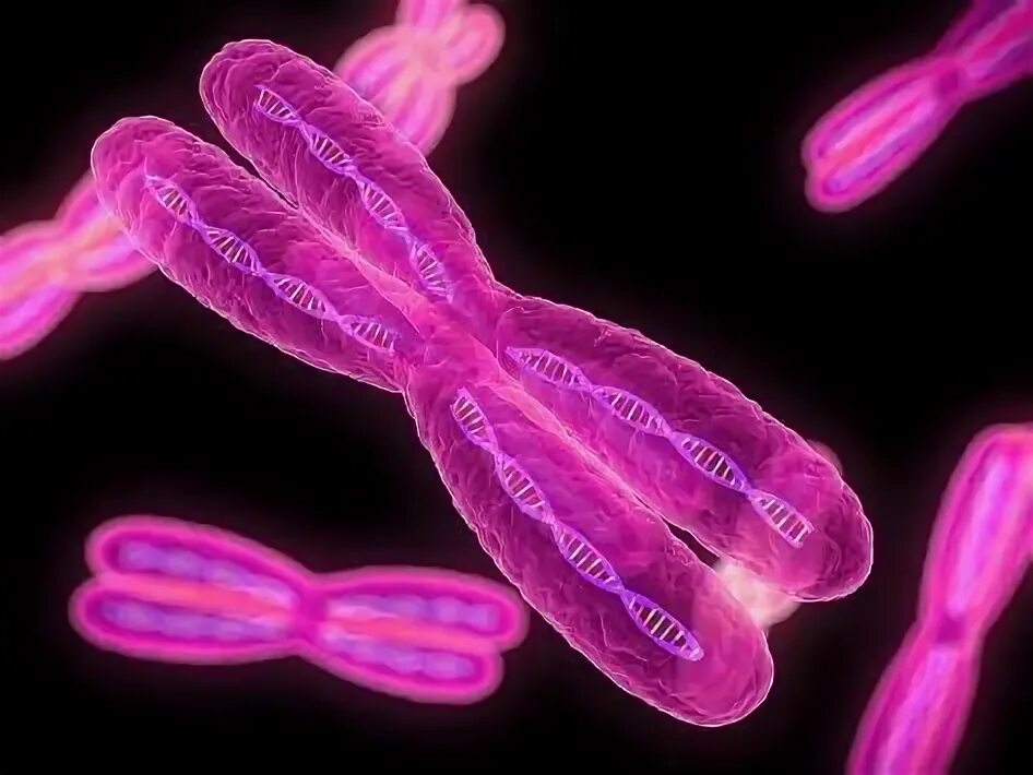Окрашивание и рассматривание под микроскопом хромосом NASA twin study results have exciting implications for the 2016 Genes in Space w