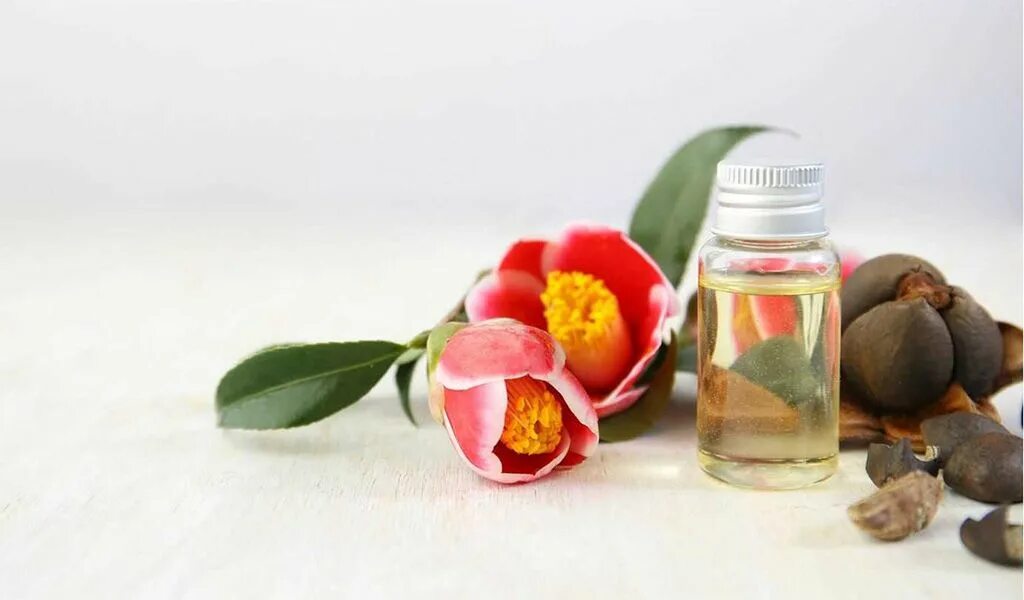 Камелия 2024. Камелия Цубаки. Camellia japonica Seed Oil. Масло Цубаки. Beauty 365 масло камелии сасанквы 50 мл.