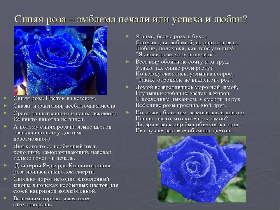 Синие розы текст песни. Голубые розы на языке цветов. Синие розы что символизируют.