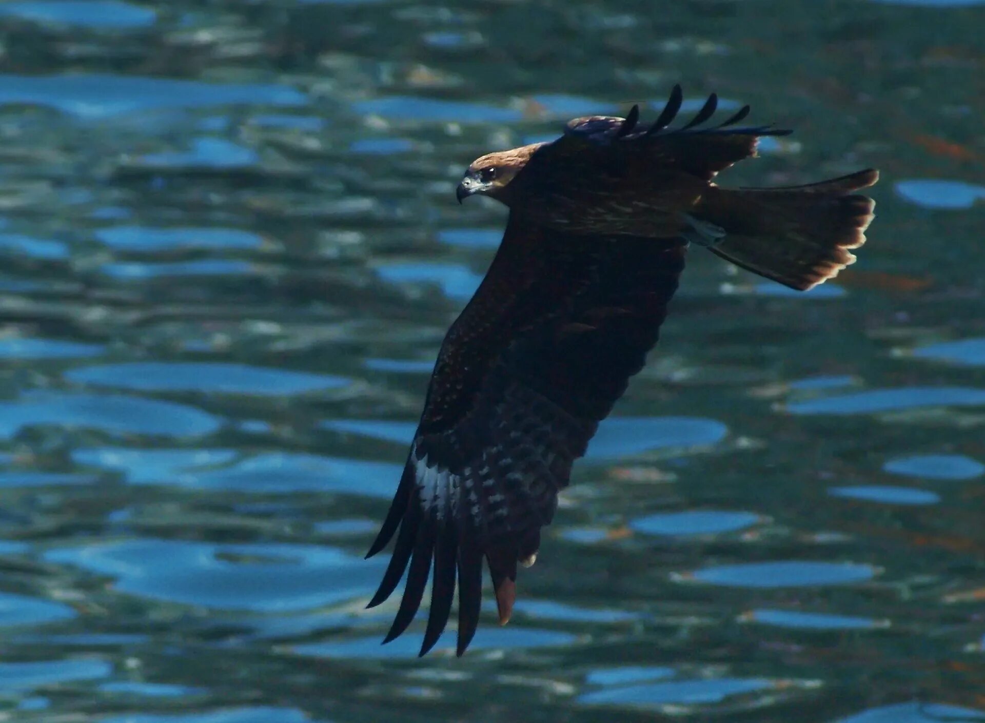 Black Kite. Черный Коршун зона обитания. Водный Коршун. Чёрная птица и змея