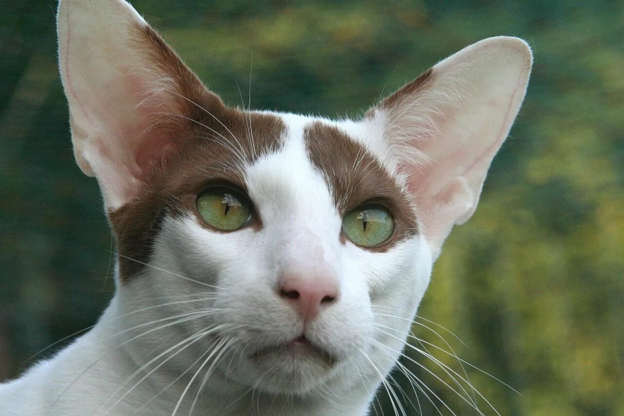 Петерболд Ориентал. Ориентальный кот. Кошка Ориентал короткошёрстная. Ориентальная короткошерстная кошка.
