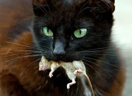 Кот жрет мышь: 1 тыс изображений найдено в Яндекс Картинках