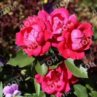 Rose out