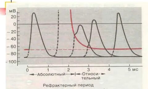 Рефрактерный период и его роль 10 класс